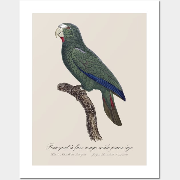 Cuban Amazon Parrot Juvenile Male / Le Perroquet a Face Rouge Male, Jeune Age - 19th century Jacques Barraband Illustration Wall Art by SPJE Illustration Photography